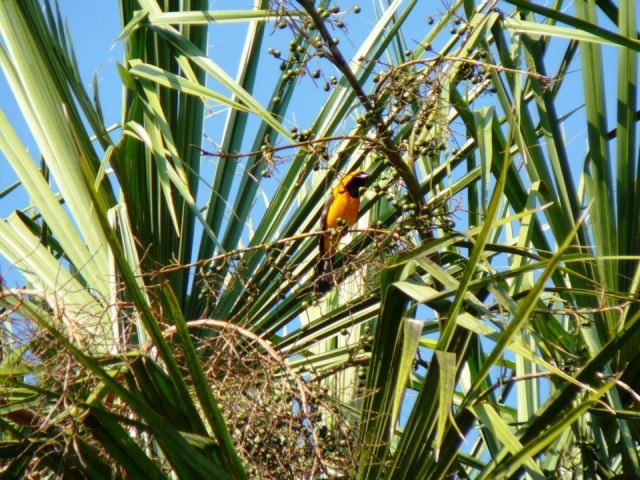 Photographic safari 